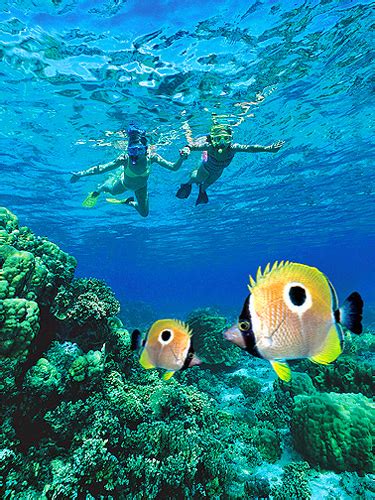 Discover the Beauty of Maui's Underwater World with Snoek Promo Code Savings